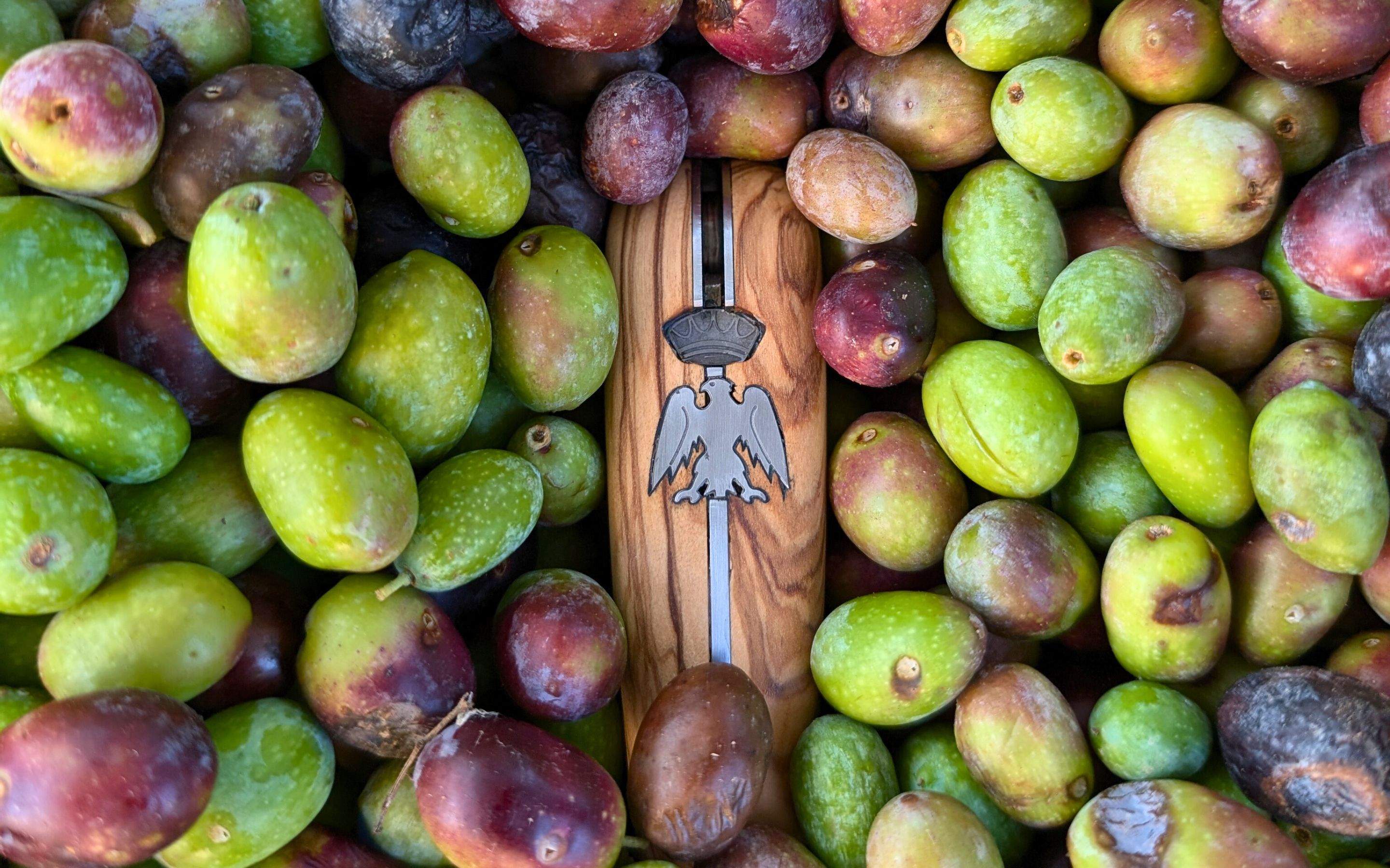 lameta_coutea_olives