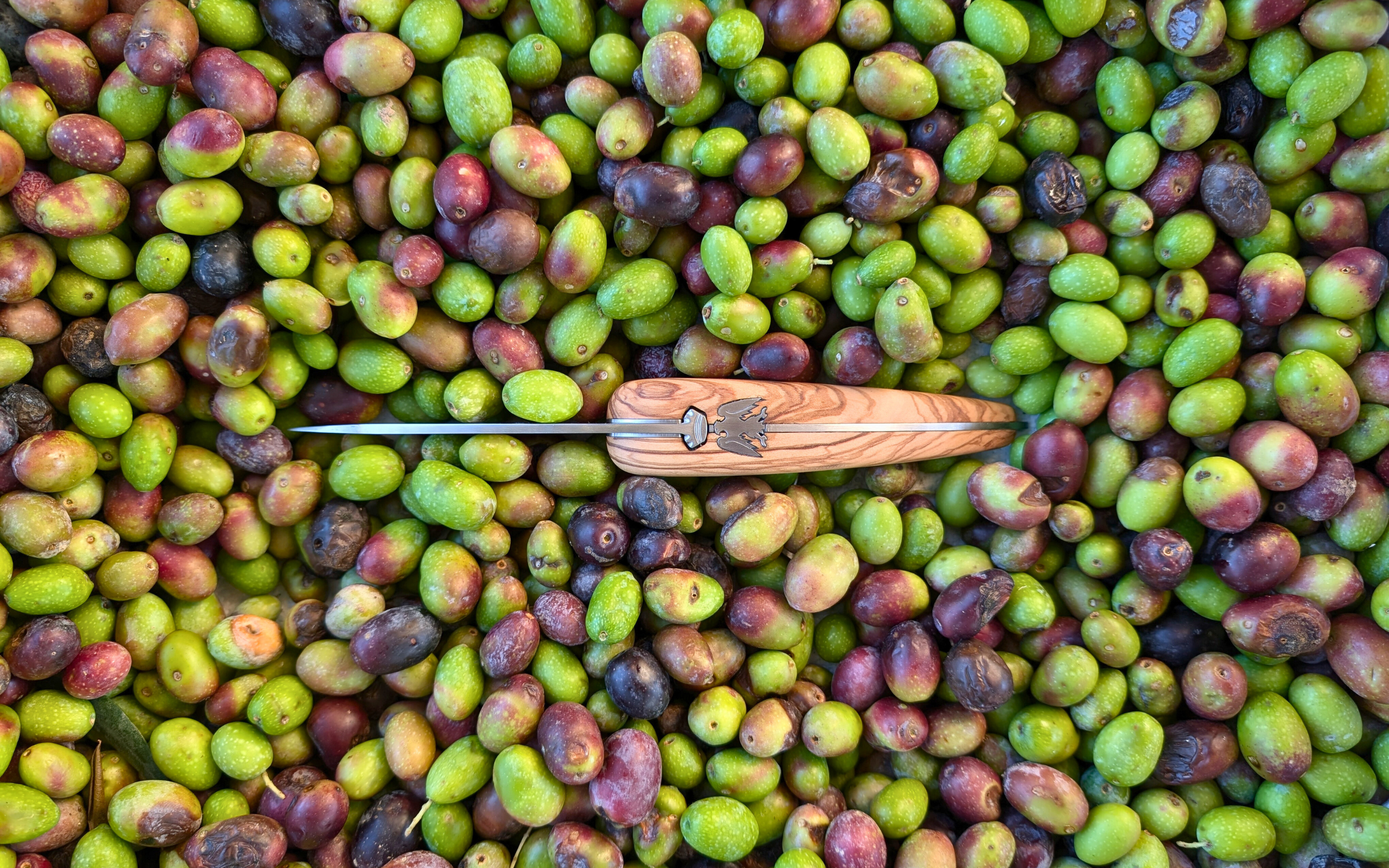 lameta_olives